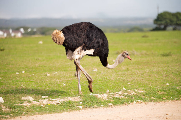  in Zuid-Afrika Wild nature reserve en struisvogel - Foto, afbeelding