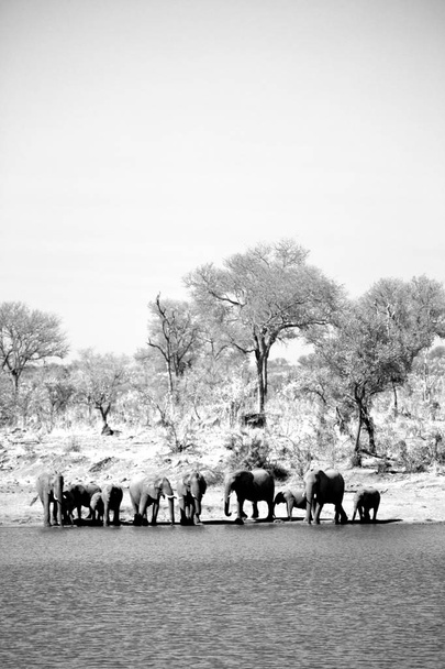  v Jižní Africe wildlife elephant - Fotografie, Obrázek