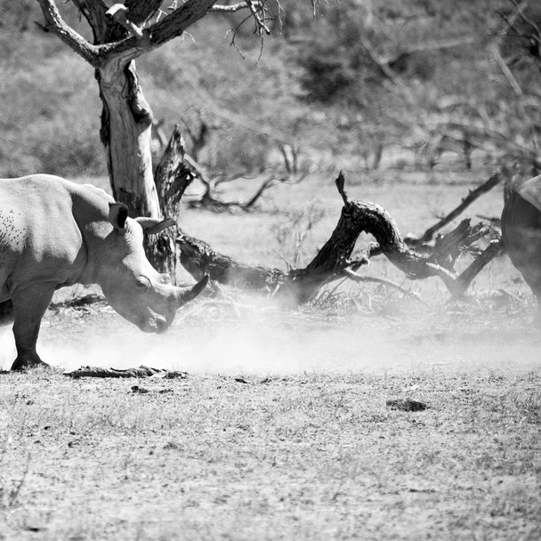   у Південній Африці заповідник дикої природи і носоріг - Фото, зображення