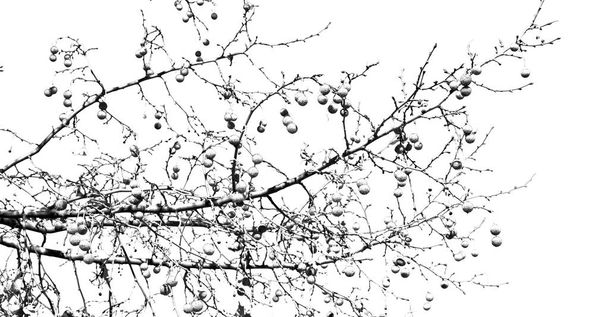  yaşlı bir ağaç ve berrak gökyüzü onun şubeleri - Fotoğraf, Görsel