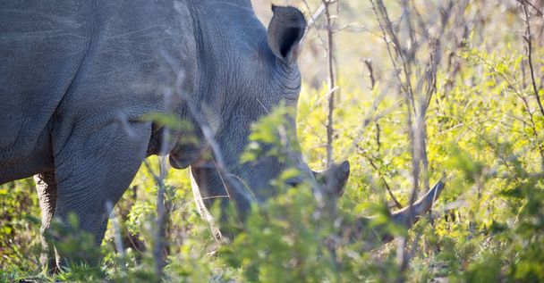   南アフリカの野生動物保護区とサイ - 写真・画像