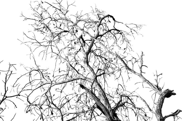  starý strom a jeho pobočky v jasné obloze - Fotografie, Obrázek