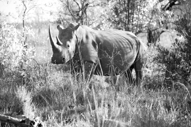  en Afrique du Sud réserve faunique et rhinocéros
 - Photo, image