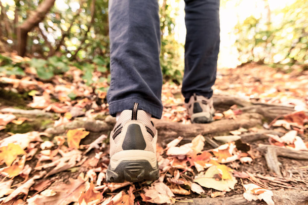 Man walking on a forest path - Photo, image