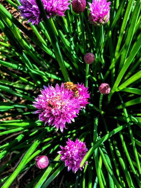 Abelha de mel italiana em voo em flores de cebolinha
 - Foto, Imagem