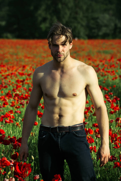 man with muscular body in field of red poppy seed - 写真・画像