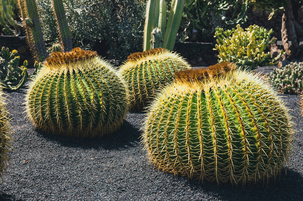 zbliżenie na Echinocactus grusonii Kaktus, Lanzarote - Zdjęcie, obraz