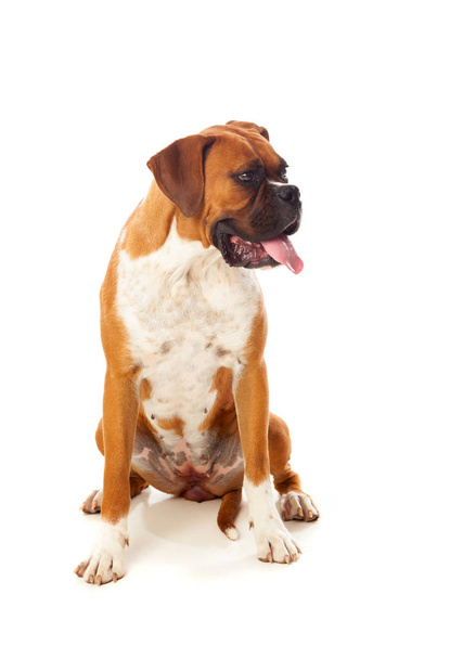 mooie boxer hond - Foto, afbeelding