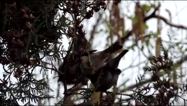 όμορφα πουλιά σπουργίτια συνουσιάζονται στο δέντρο κωνοφόρων - Πλάνα, βίντεο