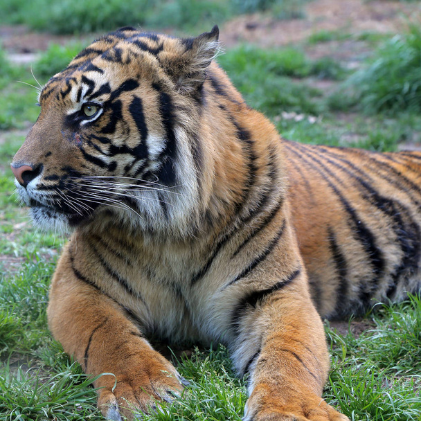 Tigres cautivos en Bioparco - Roma
 - Foto, imagen
