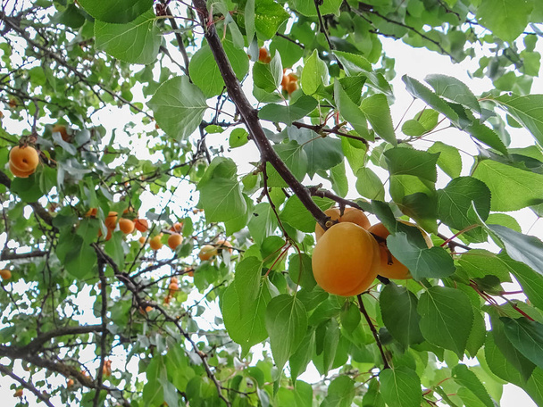Ripe sweet apricot fruits growing on a apricot tree branch - Photo, Image