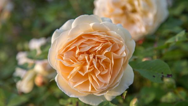 Blühende gelbe Rose im Garten an einem sonnigen Tag. - Foto, Bild