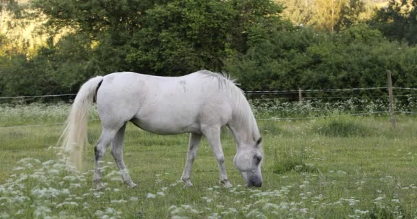 bílý kůň se pasou na jarní louce - Záběry, video
