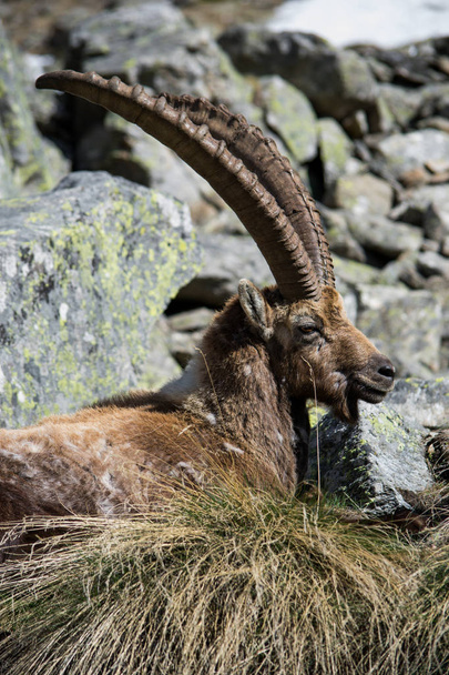 Alppien Ibex vuorella
 - Valokuva, kuva