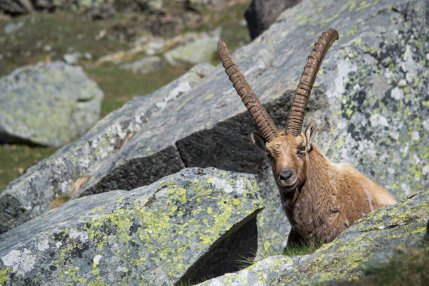 Alpine Ibex in de bergen - Foto, afbeelding