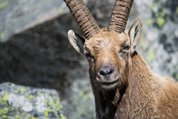 Alpine Ibex in the mountain - Photo, Image