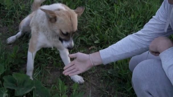 犬の緑の草の上に座って、足を彼の所有者に与える - 映像、動画