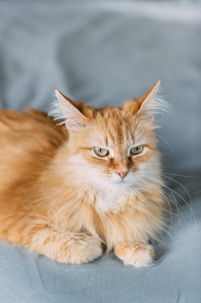 ginger cat portrait at home - Фото, зображення