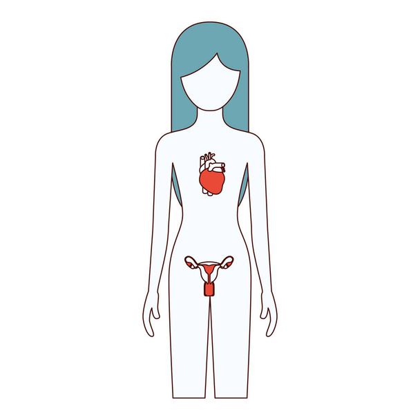color secciones silueta mujer persona con sistema circulatorio y reproductivo del cuerpo humano
 - Vector, Imagen