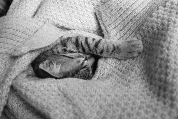 Il gatto coccoloso sta dormendo
 - Foto, immagini