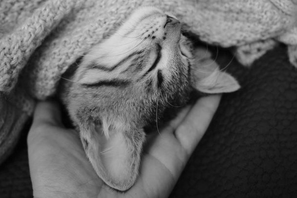 Aranyos cica hazudó fejjel lefelé a tulajdonosok Palm borított takaró - Fotó, kép