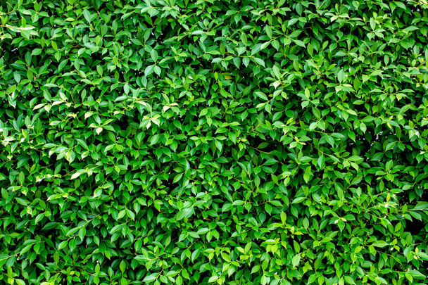 Zelená zeď abstraktní pozadí - Fotografie, Obrázek