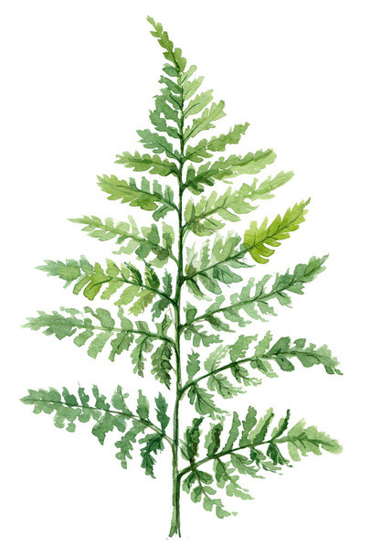 Fern painted with watercolors on white background. Green forest plants branch. Forest herb - Vecteur, image