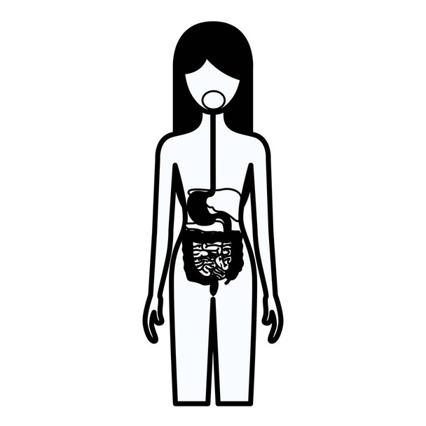 silhueta preta contorno grosso da pessoa feminina com corpo humano de sistema digestivo
 - Vetor, Imagem