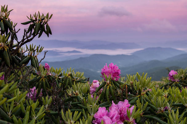 Foggy Valley y Pink Sky detrás de Rhododendron
 - Foto, Imagen