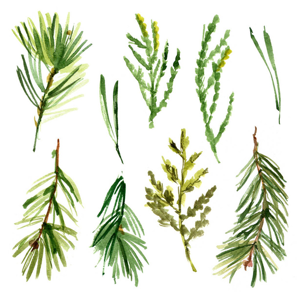 Branches of trees painted with watercolors on white background. Sprigs of arborvitae, spruce, trees, conifer trees. Botanical sketch - Photo, Image