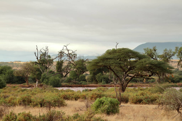The savannah in the north of Kenya - Foto, Imagen