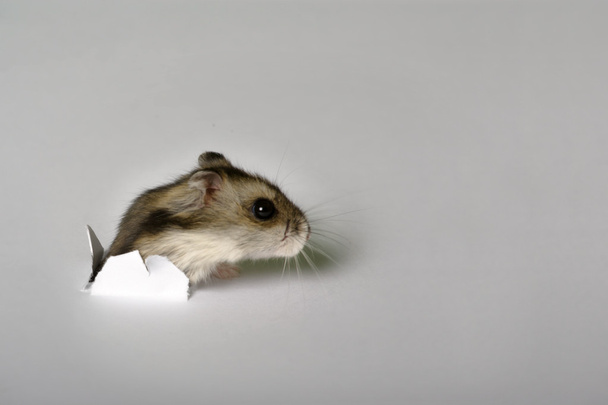 hamster doméstico no buraco
 - Foto, Imagem