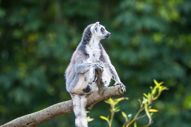 Portrait de lémurien de Madagascar à queue cerclée sur fond lisse
 - Photo, image