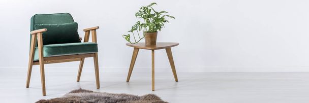 Chair, table, plant and fur - Fotoğraf, Görsel