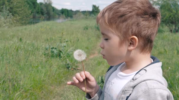Little boy blows dandelion - Footage, Video