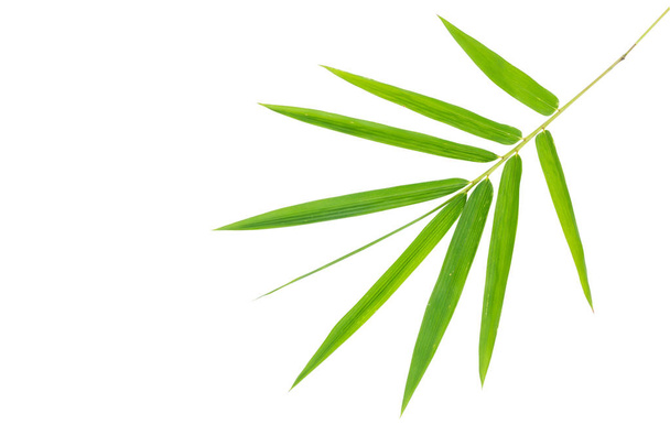 Bamboo leaves isolated on white  - Zdjęcie, obraz
