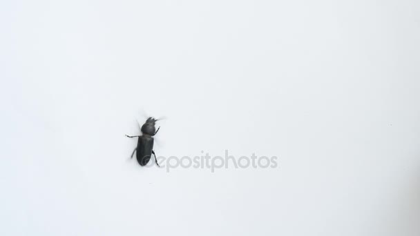 Black beetle crawling on white background - Footage, Video