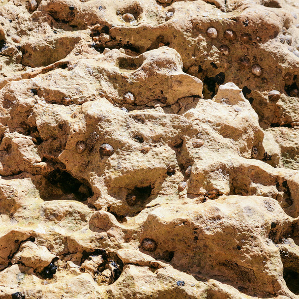 colonia de moluscos en rocas de coquina en la playa
 - Foto, Imagen