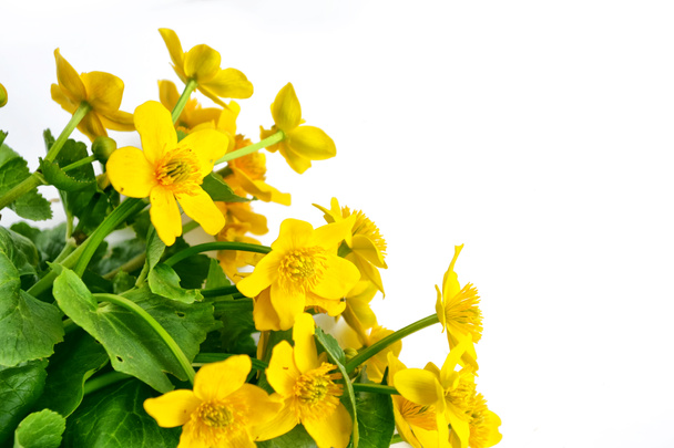 Heldere gele Lentebloemen op een witte achtergrond. - Foto, afbeelding