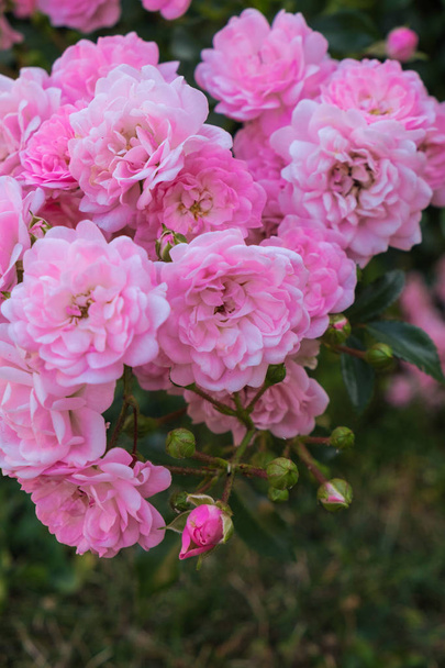 Small tea rose flowers - Φωτογραφία, εικόνα