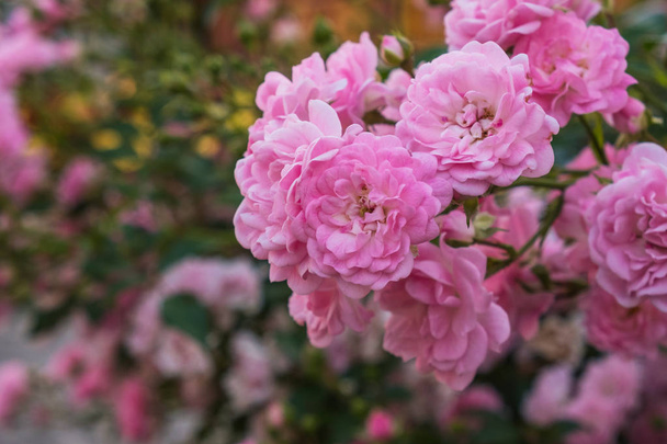 Pequeñas flores de rosa de té
 - Foto, imagen