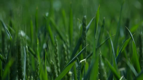 Spikelets grama verde close-up no vento
 - Filmagem, Vídeo