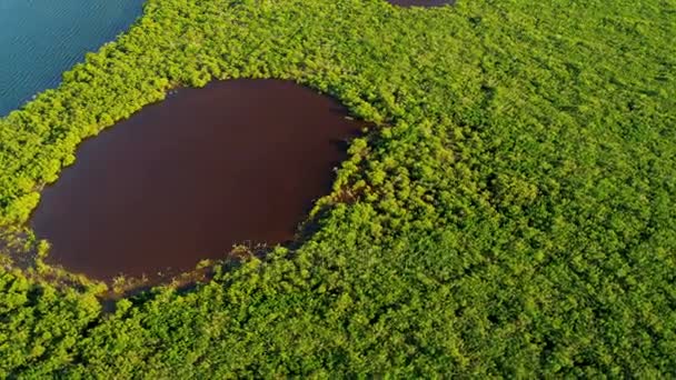 воды в мангровых зарослях
 - Кадры, видео