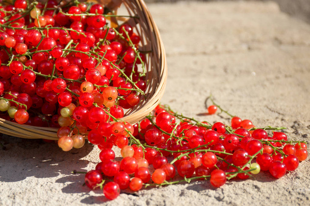 Red currant on brown wooden table - Foto, Imagem