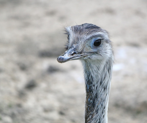 EMU portret - Foto, afbeelding