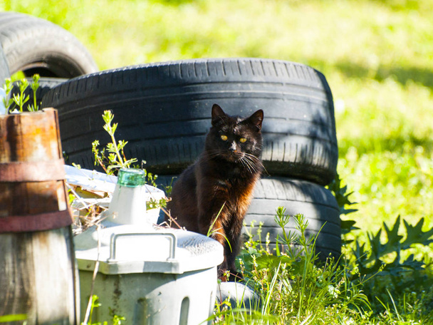 Αγροτική σκηνή του μία μαύρη γάτα σε ένα αγρόκτημα στην άνοιξη - Φωτογραφία, εικόνα
