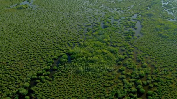 Εθνικό πάρκο του Everglades βάλτους  - Πλάνα, βίντεο