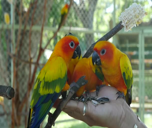 kolorowe ptaki Sun Conure - Materiał filmowy, wideo