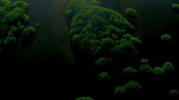 tropik ada zengin bereketli bitki kaplı  - Video, Çekim