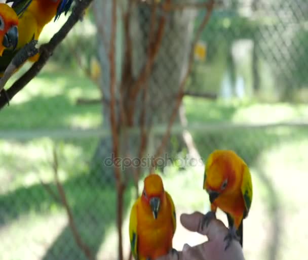 színes nap Conure madarak - Felvétel, videó